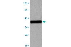 Western blot analysis of TBC1D4 monoclonal antibody  at 1 : 2000 dilution interacts with recombinant TCB1D4 protein with a DsbA tag. (TBC1D4 抗体  (N-Term))
