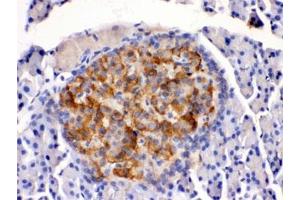 IHC testing of rat pancreas with HSD11B2 antibody. (HSD11B2 抗体)