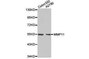 Western Blotting (WB) image for anti-Matrix Metallopeptidase 11 (Stromelysin 3) (MMP11) antibody (ABIN1873715) (MMP11 抗体)