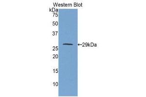 Western Blotting (WB) image for anti-Insulin-Like Growth Factor 2 Receptor (IGF2R) (AA 1146-1363) antibody (ABIN1859299) (IGF2R 抗体  (AA 1146-1363))
