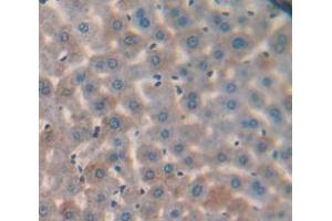 IHC-P analysis of Mouse Tissue, with DAB staining. (SERPING1 抗体  (AA 211-331))