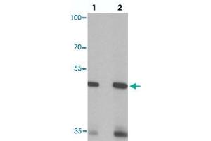 Western blot analysis of SIGLEC15 in rat kidney tissue with SIGLEC15 polyclonal antibody  at (lane 1) 1 and (lane 2) 2 ug/mL. (SIGLEC15 抗体  (N-Term))