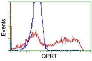 HEK293T cells transfected with either RC202960 overexpress plasmid (Red) or empty vector control plasmid (Blue) were immunostained by anti-QPRT antibody (ABIN2453568), and then analyzed by flow cytometry. (QPRT 抗体)