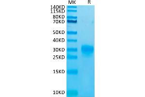 SDS-PAGE (SDS) image for Thymic Stromal Lymphopoietin (TSLP) (Arg127Ala-Mutant), (Arg130Ala-Mutant) protein (His-Avi Tag,Biotin) (ABIN7275808)