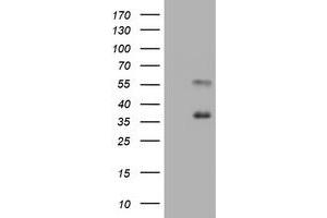 Image no. 2 for anti-Mucin 1 (MUC1) antibody (ABIN1499599) (MUC1 抗体)