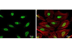 ICC/IF Image OCT1 antibody detects OCT1 protein at nucleus by immunofluorescent analysis.