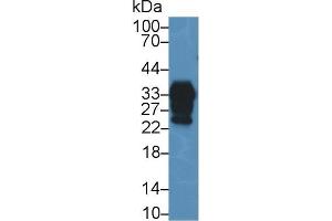 Western blot analysis of Mouse Cerebrum lysate, using Human PRNP Antibody (2 µg/ml) and HRP-conjugated Goat Anti-Rabbit antibody ( (PRNP 抗体  (AA 23-230))