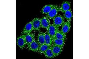 Immunofluorescence (IF) image for anti-Carboxypeptidase B1 (Tissue) (CPB1) antibody (ABIN2996494) (CPB1 抗体)