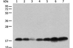 Western Blot analysis of Human testis,Mouse brain,Mouse heart,PC-3 cell,231 cell,Raji and Jurkat cell lysates Mouse lung and Rat spleen using BUD31 Polyclonal Antibody at dilution of 1:800.