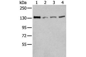 Western blot analysis of 293T Hela and A172 cell lysates using MORC2 Polyclonal Antibody at dilution of 1:300 (MORC2 抗体)