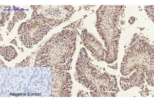 Immunohistochemical analysis of paraffin-embedded human-spleen, antibody was diluted at 1:200. (Annexin a1 抗体  (AA 130-180))