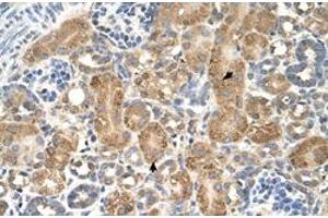 Immunohistochemical staining (Formalin-fixed paraffin-embedded sections) of human kidney with GPAA1 polyclonal antibody  at 4-8 ug/mL working concentration. (GPAA1 抗体  (C-Term))