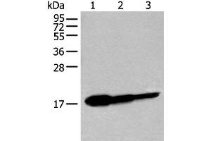 Western blot analysis of Human fetal brain tissue HT-29 cell and Jurkat cell lysates using UBE2V1 Polyclonal Antibody at dilution of 1:250 (UBE2V1 抗体)
