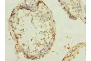 Immunohistochemistry of paraffin-embedded human testis tissue using ABIN7166719 at dilution of 1:100 (RBBP9 抗体  (AA 1-186))