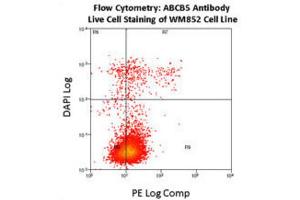 Flow Cytometry (FACS) image for anti-ATP-Binding Cassette, Sub-Family B (MDR/TAP), Member 5 (ABCB5) antibody (ABIN3002513) (ABCB5 抗体)