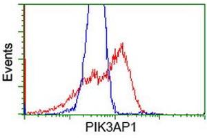 HEK293T cells transfected with either RC214125 overexpress plasmid (Red) or empty vector control plasmid (Blue) were immunostained by anti-PIK3AP1 antibody (ABIN2453457), and then analyzed by flow cytometry. (PIK3AP1 抗体)