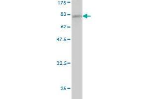 Western Blot detection against Immunogen (71. (ACTR3 抗体  (AA 1-418))