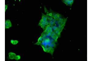 Immunofluorescence staining of 293 cells with ABIN7154578 at 1:166, counter-stained with DAPI. (GTPBP1 抗体  (AA 562-669))
