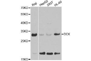 Western blot analysis of extracts of various cell lines, using DCK antibody. (DCK 抗体  (AA 1-260))