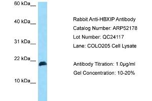 Western Blotting (WB) image for anti-Hepatitis B Virus X-Interacting Protein (HBXIP) (N-Term) antibody (ABIN970858) (HBXIP 抗体  (N-Term))