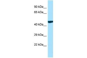 WB Suggested Anti-ANKRD33 Antibody Titration: 1. (ANKRD33 抗体  (C-Term))