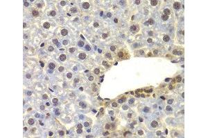 Immunohistochemistry of paraffin-embedded Mouse liver using SUPT20H Polyclonal Antibody at dilution of 1:100 (40x lens). (FAM48A/P38IP 抗体)