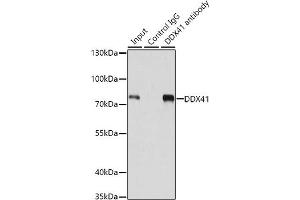 Immunoprecipitation analysis of 200 μg extracts of 293T cells using 1 μg DDX41 antibody (ABIN6130254, ABIN6139498, ABIN6139499 and ABIN6222254). (DDX41 抗体  (AA 1-300))