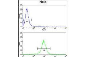 Flow cytometry analysis of Hela cells (bottom histogram) compared to a negative control cell (top histogram). (NAA50 抗体  (C-Term))