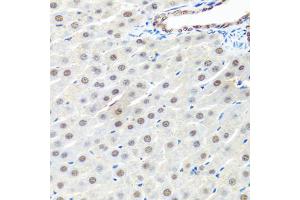 Immunohistochemistry of paraffin-embedded rat liver using PRPF19 antibody. (PRP19 抗体)