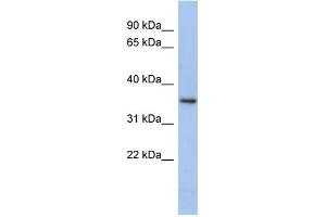 WB Suggested Anti-PEX7 Antibody Titration: 0. (PEX7 抗体  (N-Term))