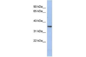 WB Suggested Anti-PEX7 Antibody Titration: 0.