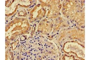 Immunohistochemistry of paraffin-embedded human kidney tissue using ABIN7158740 at dilution of 1:100 (ACP6 抗体  (AA 35-324))