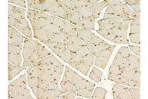 PDHK1 Mouse Monoclonal Antibody at 1/100 staining mouse muscle tissue by IHC-P.
