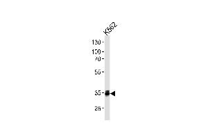 MBD3 Antibody (C-term) (ABIN1882264 and ABIN2843407) western blot analysis in K562 cell line lysates (35 μg/lane). (MBD3 抗体)