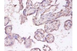 Immunohistochemistry of paraffin-embedded human placenta tissue using ABIN7173817 at dilution of 1:100 (TNFSF9 抗体  (AA 52-254))