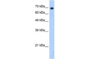 HSZFP36 antibody (20R-1274) used at 0.