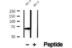 Western blot analysis of extracts of PC-3 cells, using LGTN antibody.
