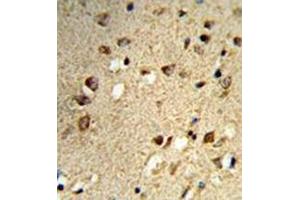 Formalin-fixed and paraffin-embedded human brain tissue reacted with NCOA7 Antibody N-term) ( followed  which was peroxidase-conjugated to the secondary antibody, followed by DAB staining. (NCOA7 抗体  (N-Term))
