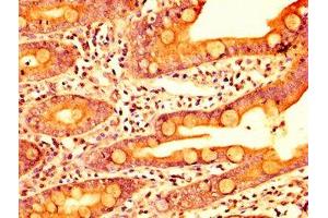 Immunohistochemistry (IHC) image for anti-Exoribonuclease 1 (ERI1) (AA 2-66) antibody (ABIN7142343)