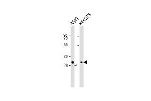 Lane 1: A549 Cell lysates, Lane 2: NIH/3T3 Cell lysates, probed with THAP11 (364CT25.