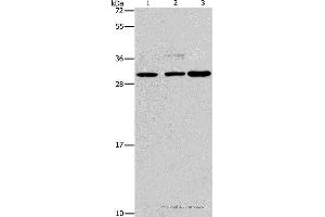 Western blot analysis of Lovo, Raji and A172 cell, using CRKL Polyclonal Antibody at dilution of 1:600 (CrkL 抗体)