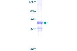 GNB3 Protein (AA 1-340) (GST tag)