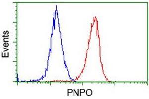 Flow cytometric Analysis of Hela cells, using anti-PNPO antibody (ABIN2455004), (Red), compared to a nonspecific negative control antibody, (Blue). (PNPO 抗体)