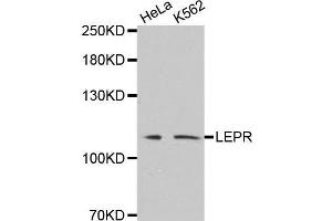Western blot analysis of extracts of various cell lines, using LEPR antibody. (Leptin Receptor 抗体)