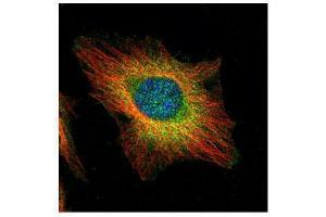 ICC/IF Image Confocal immunofluorescence analysis (Olympus FV10i) of paraformaldehyde-fixed HeLa, using USP11, antibody (Green) at 1:500 dilution. (USP11 抗体  (N-Term))