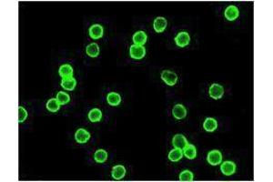 Immunofluorescence (IF) image for anti-CD4 (CD4) antibody (Alexa Fluor 647) (ABIN2657780) (CD4 抗体  (Alexa Fluor 647))