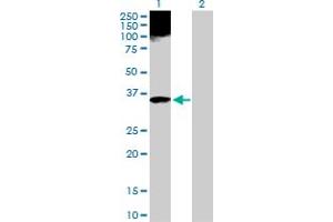 Western Blot analysis of APOF expression in transfected 293T cell line by APOF MaxPab polyclonal antibody. (Apolipoprotein F 抗体  (AA 1-326))