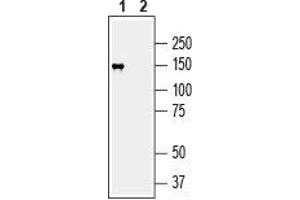 Western Blotting (WB) image for anti-Membrane Associated Guanylate Kinase, WW and PDZ Domain Containing 2 (MAGI2) (AA 1066-1080), (Intracellular) antibody (ABIN7043328)