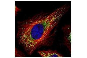 Immunofluorescence (IF) image for anti-Tu Translation Elongation Factor, Mitochondrial (Tufm) antibody (ABIN2855160)