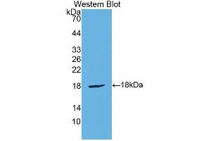 Western Blotting (WB) image for anti-Cytotoxic T-Lymphocyte-Associated Protein 4 (CTLA4) (AA 45-185) antibody (ABIN1858528) (CTLA4 抗体  (AA 45-185))